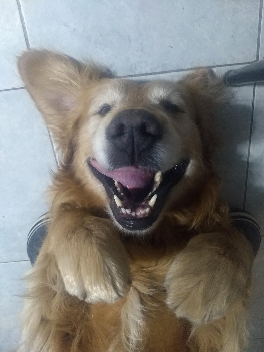 matiribulgo's tweet photo. Diste tanto amor toda tu vida, eras el corazón de esta casa. Como te voy a extrañar lpm. Yo estaba seguro que de esta salías, pero si te cansaste de pelearla está bien, ya estabas grande, de todas formas este mundo te terminó quedando chico. + https://t.co/DSCSYl0HQJ