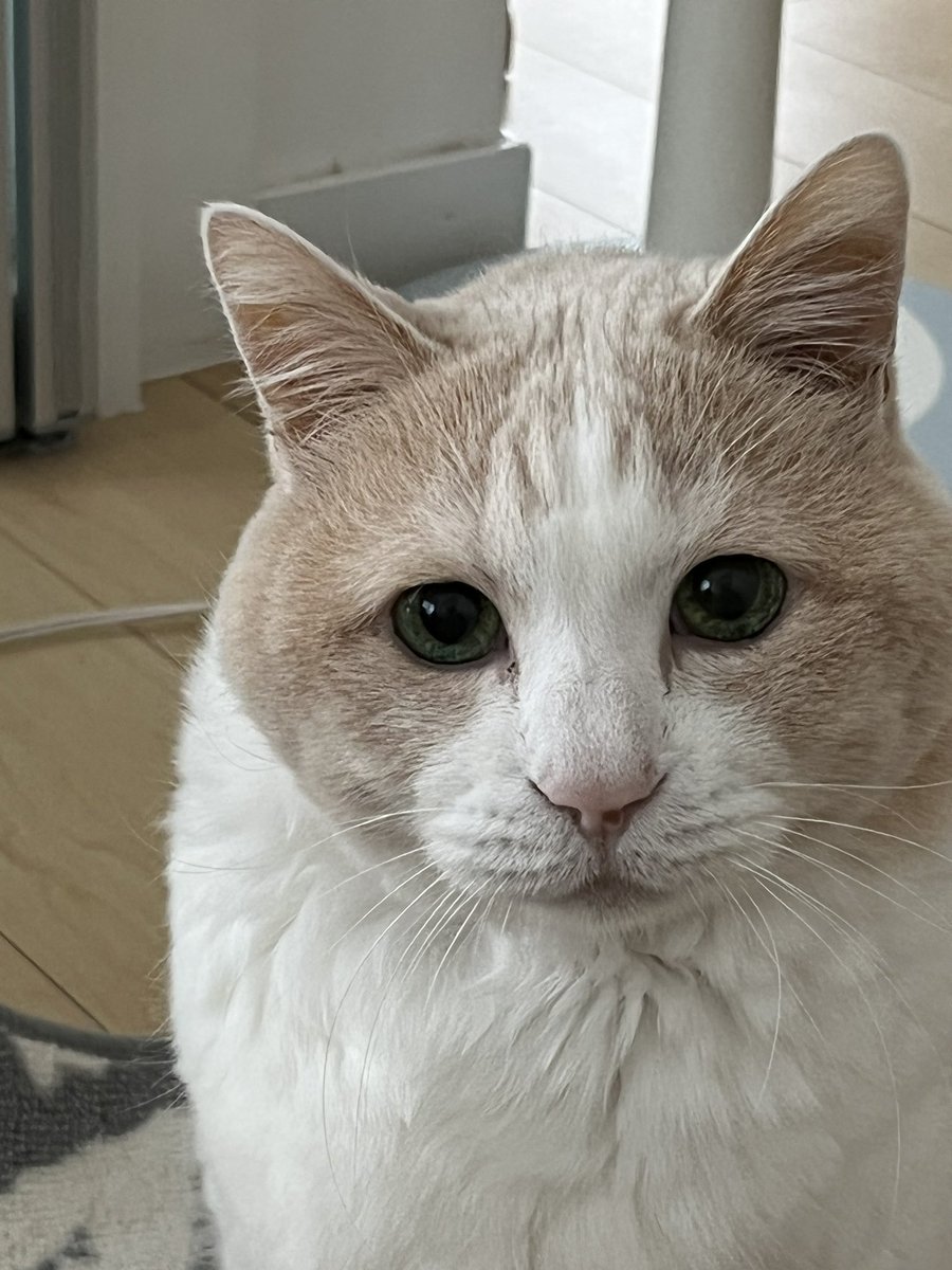 イータロー&サチ&サンタ🐾やっぱりニャンズだニャ🐾 (@s_taku_1126