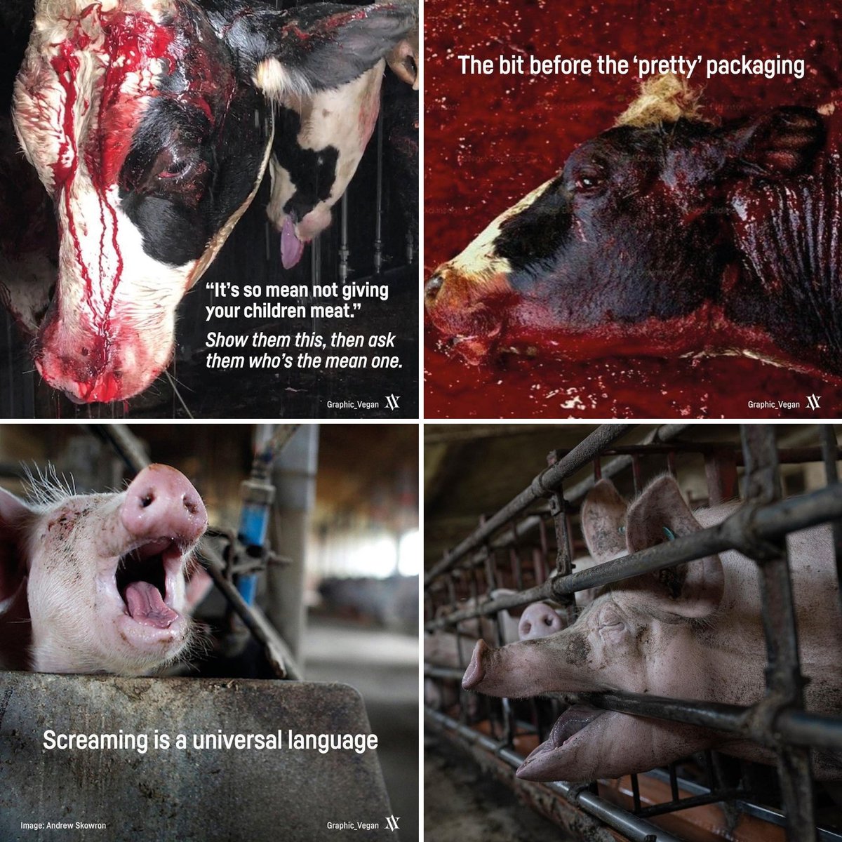 These is a how HORROR OF ANIMAL ABUSE LOOOKS LIKE!? 😡 
Go Vegan now! 🌱 
#AnimalAbuse #AnimalCruelty #AnimalCrossing #AnimalLovers #Vegan #VeganForTheAnimals #Veganuary #veganfood #veganism #AnimalWelfare #StopAnimalCruelty #endanimalabuse