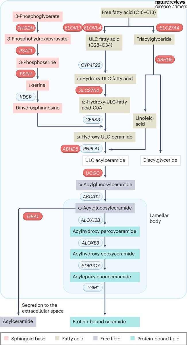 DiseasePrimers's tweet image. Ceramides are important in forming the corneocyte lipid envelope in the upper epidermis layer and as free lipids in the extracellular space. Defects in the annotated genes in this Figure lead to #Ichthyosis. go.nature.com/3J4ptWp
