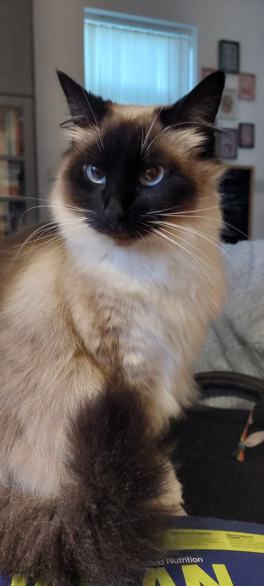 SalsMiyan's tweet photo. Just breaking up your feed with a picture or this absolute cutie, Princess Mononoke, my #cat #caturday https://t.co/2kpgbxwNQn