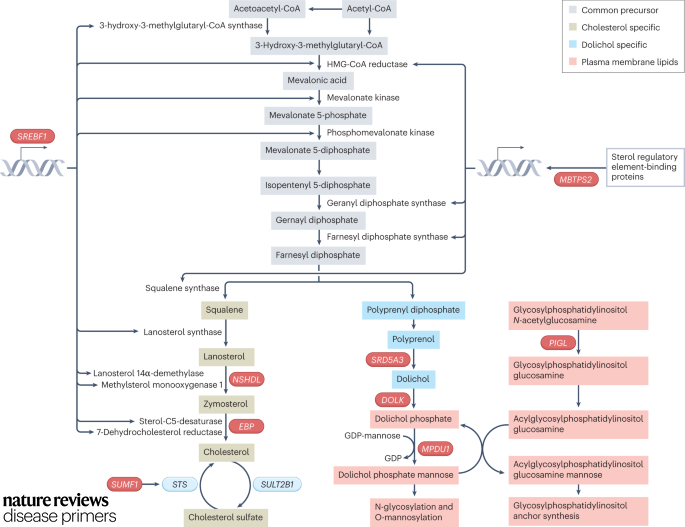 DiseasePrimers's tweet image. Free cholesterol is an important component of the extracellular space in the uppermost epidermis layer and dolichol is necessary for protein modifications. Defects in the annotated genes in this Figure lead to #Ichthyosis. go.nature.com/3J4ptWp