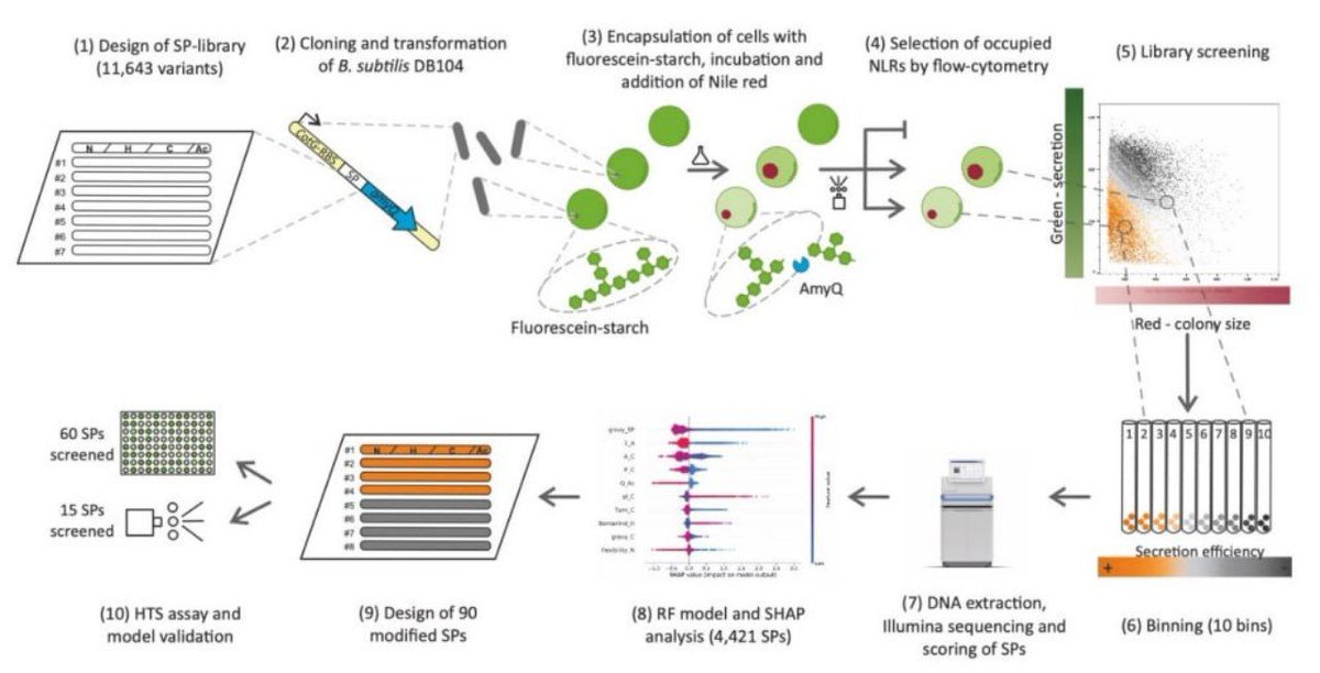 Stefano Grasso (@stefano_beowulf) on Twitter photo Finally out on <a href="/ACSSynBio/">ACS Synthetic Bio</a> the longest project from my PhD. We screened ~12,000 signal peptides in order to train a ML model to predict their strength. Lastly, we opened the model up to understand the real world parameters used by the ML.
#synbio #bacillus
pubs.acs.org/doi/10.1021/ac… Finally out on <a href="/ACSSynBio/">ACS Synthetic Bio</a> the longest project from my PhD. We screened ~12,000 signal peptides in order to train a ML model to predict their strength. Lastly, we opened the model up to understand the real world parameters used by the ML.
#synbio #bacillus
pubs.acs.org/doi/10.1021/ac…