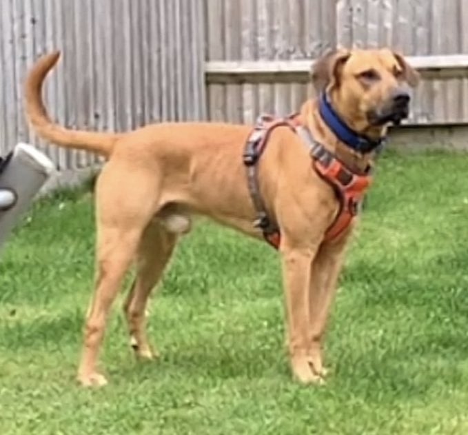 combat_boot's tweet photo. Unscientific poll of local dogs names. Usual: Milo, Luna, Sam, Jack, Loki etc, plus one called Bubbles &amp; the absolute genius of Sudo (nerd: sudo sit, sudo stay…) Given it’s mil estate a few bits of kit too: Tank, Milan, Enlaw, Titan but no Ajax. Any other good names out there? https://t.co/argx8he9ta