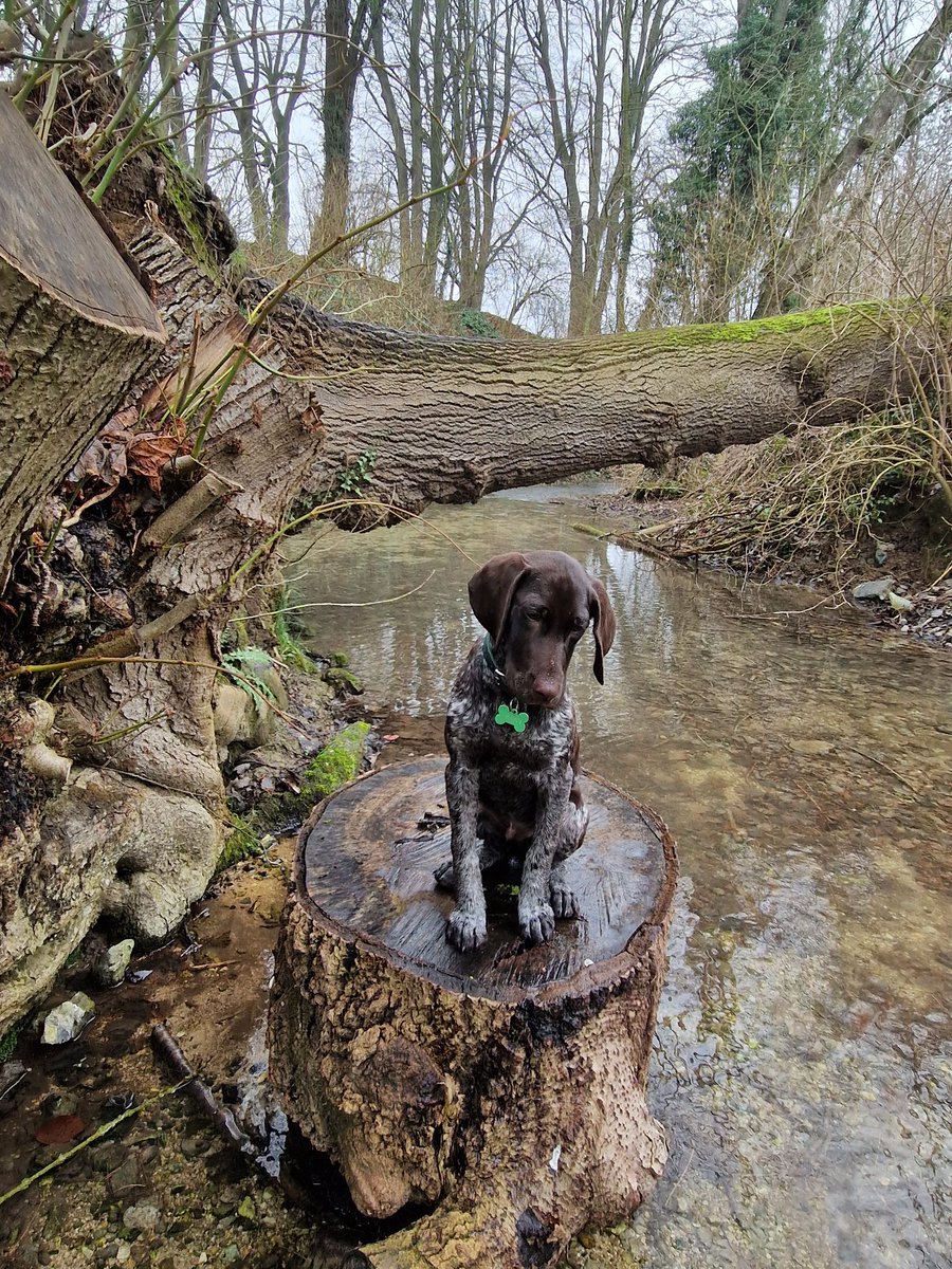 vince_delc's tweet image. Thanos 15semaines #braqueallemand #gsp #germanshorthairedpointer