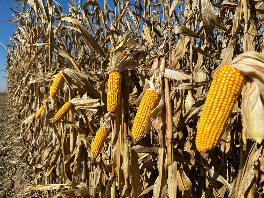 Knowledge exchange within the agricultural sector is essential, for each project has certain challenges &amp; conditions that may arise from variables such as climate, crops, etc.
In an exchange visit between ECO Consult colleagues, the Jordan team visited our Erbil - Iraq office.