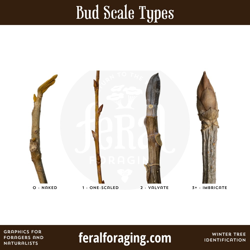feralforaging's tweet photo. Bud scales are an adaptive strategy to provide protection to the immature leaf/flower inside.
We're also teaching two classes on winter tree id this year! They are both linked in our bio!
#foraging #wintertreeid #plantid https://t.co/w30erhFSyV