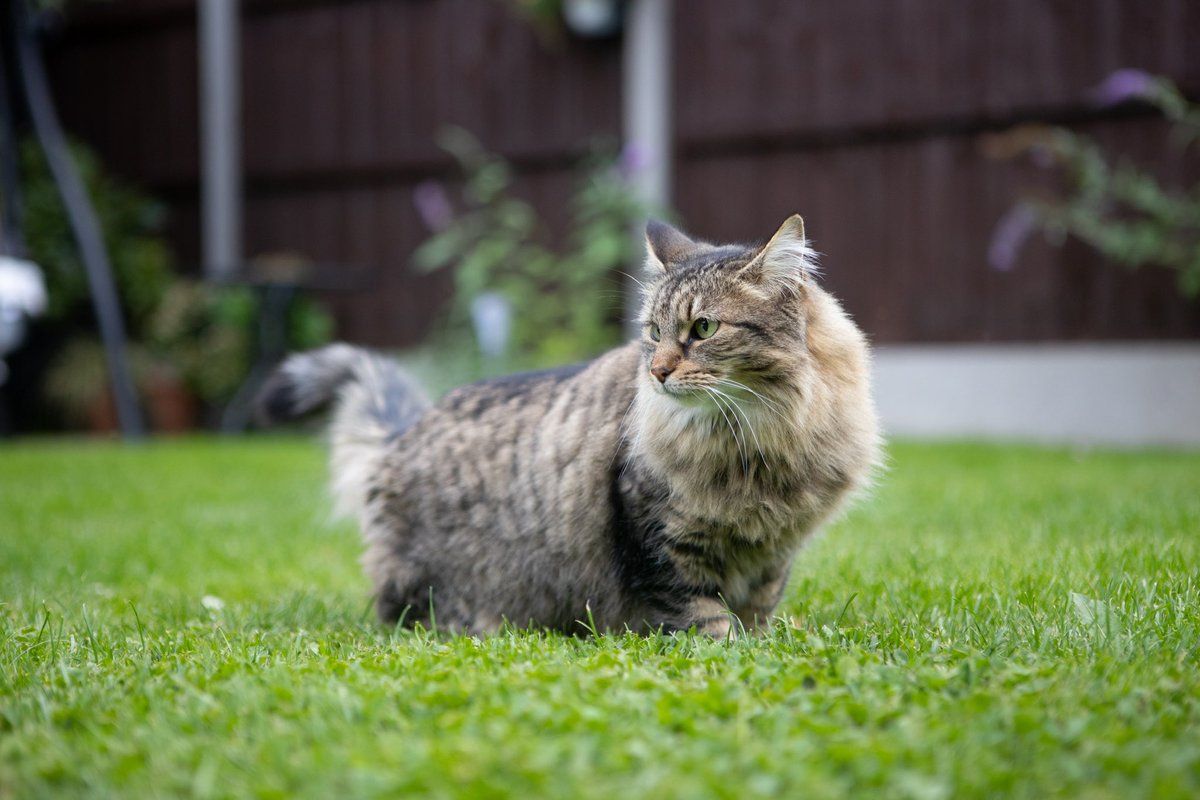 The other day my sisters cat was attacked by 2 big dogs who even attacked my dad! They weren’t controlled by an appropriate owner. After 5 hours of trying to rescue her from a tunnel she has hidden in she passed away! It’s been very traumatic for us all,it’s you goosey (Lucy Lou)