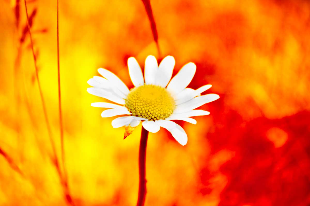 GA folks! 😊
Been a while. What's new? My Objkt Profile! Just finished minting an image "Burnt" on #objkt check it out only 1 tez!👀 

🔗objkt.com/asset/KT1GpvDS…

#tezosart #NFTs #digitalcollectibles  

💜 Appreciate Likes | Shares | Follows