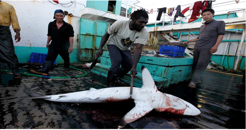 19. Although #Sharkfishing is banned throughout Central and South America, #Chinese consume it as a delicacy.
This encourages the ships to mock the laws and completely ignore the bans, hiding their illegal catch by transferring it between ships to evade naval patrols.