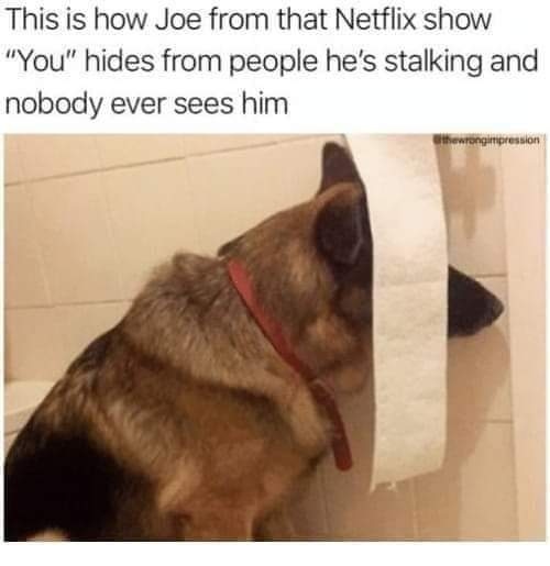 happypetsnyc's tweet photo. 💀 So true! #you

Need a #dogwalker or #petsitter? Contact us today! https://t.co/5iYJ6Lrk4O⁠

#dog #dogs #toocute #woof #ilovemydogs #bestoftheboro #adoptdontshop #happypetsnyc #queens #nyc⁠ https://t.co/h89DfetyI7