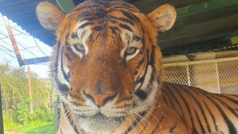 SueSpurgin's tweet photo. #SouthAfrica @BarbaraCreecy_ the recent shooting of #ShebaTheTiger has stirred up a lot of anger worldwide. It has further damaged #SA's reputation regarding the welfare of big cats. You need to change legislation regarding the private ownership of big cats & ban it outright! https://t.co/CIRMb4uwZC
