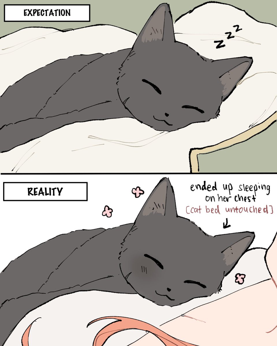 cat owners problem 