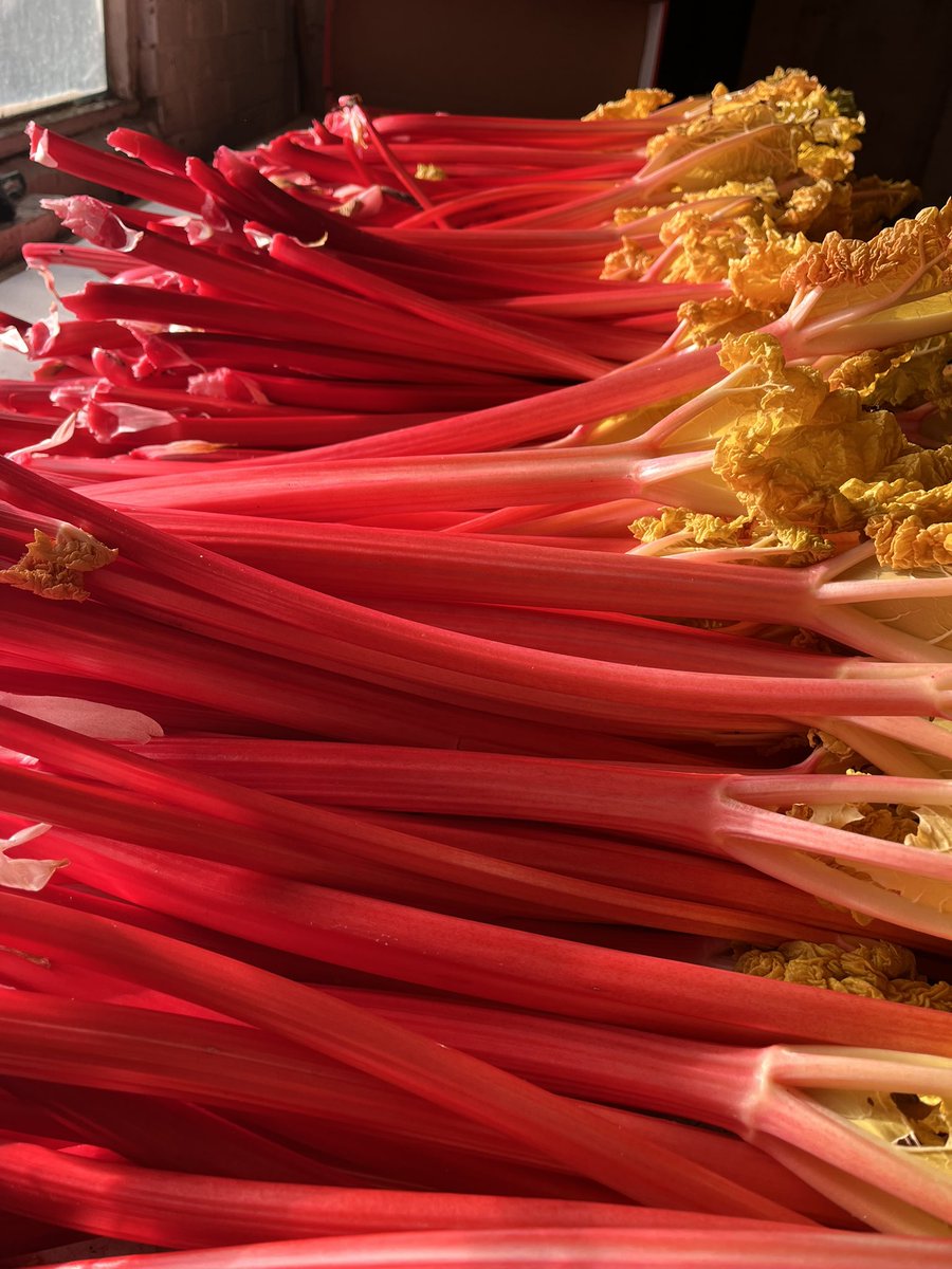 🥰Colour! #rhubarb #yorkshireforcedrhubarb