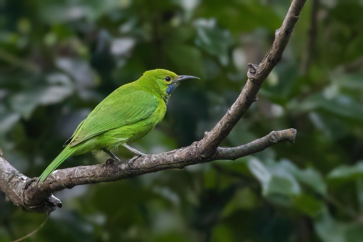 RayGetter25's tweet photo. Golden-fronted Leafbird (Golden-fronted Chloropsis) aka Chloropsis aurifrons
Follow me on Instagram - https://t.co/Q0RgoiXeB6
#leafbird #birds #birdphotography #Canon #CanonIndia #CanonPhotography #WildTelangana #BirdsSeenIn2021 #IndiAves #TwitterNatureCommunity @NatGeoIndia https://t.co/4QoB0f3z5c