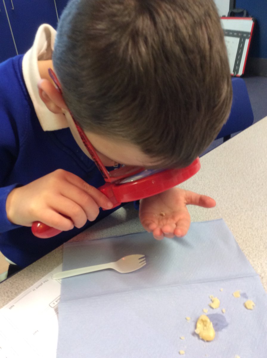NectonY2's tweet image. Maple class have been doing some close up observations, as we head further into this terms science topic of 'Plants'. We've been discovering what is inside seeds and bulbs. #nectonlovesscience @NectonPrimary