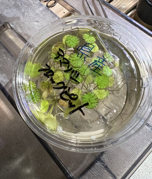地産地消だてやんでえ〜ッ 