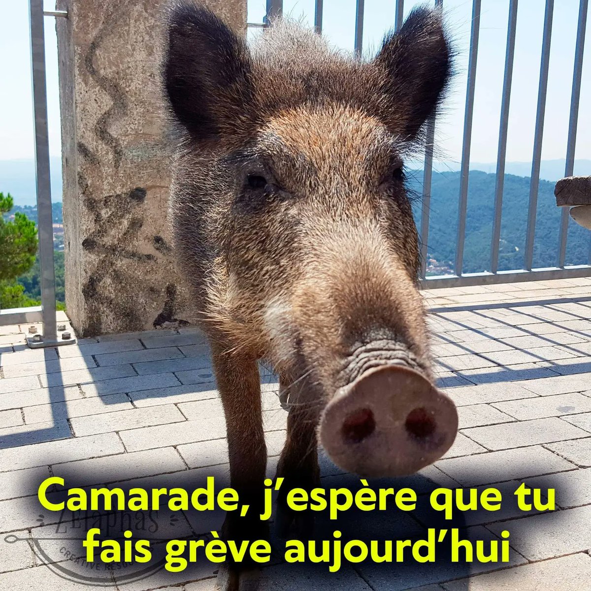 Hellogrise tweet media