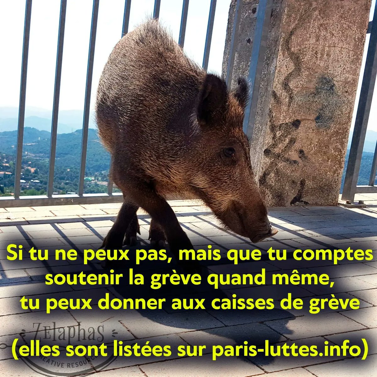 Hellogrise tweet media