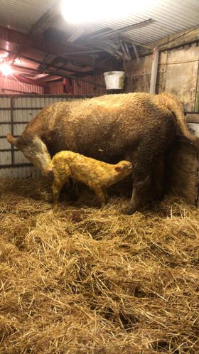 progressivegen's tweet photo. An Orbi (CH6490) heifer calf born recently on the farm of Marty Patton.
Easily born, super quality and 286 days gestation.
The cow also calved unassisted and the calf was up and sucking with 20 minutes.
#progressivegenetics https://t.co/c659Jdnkyd