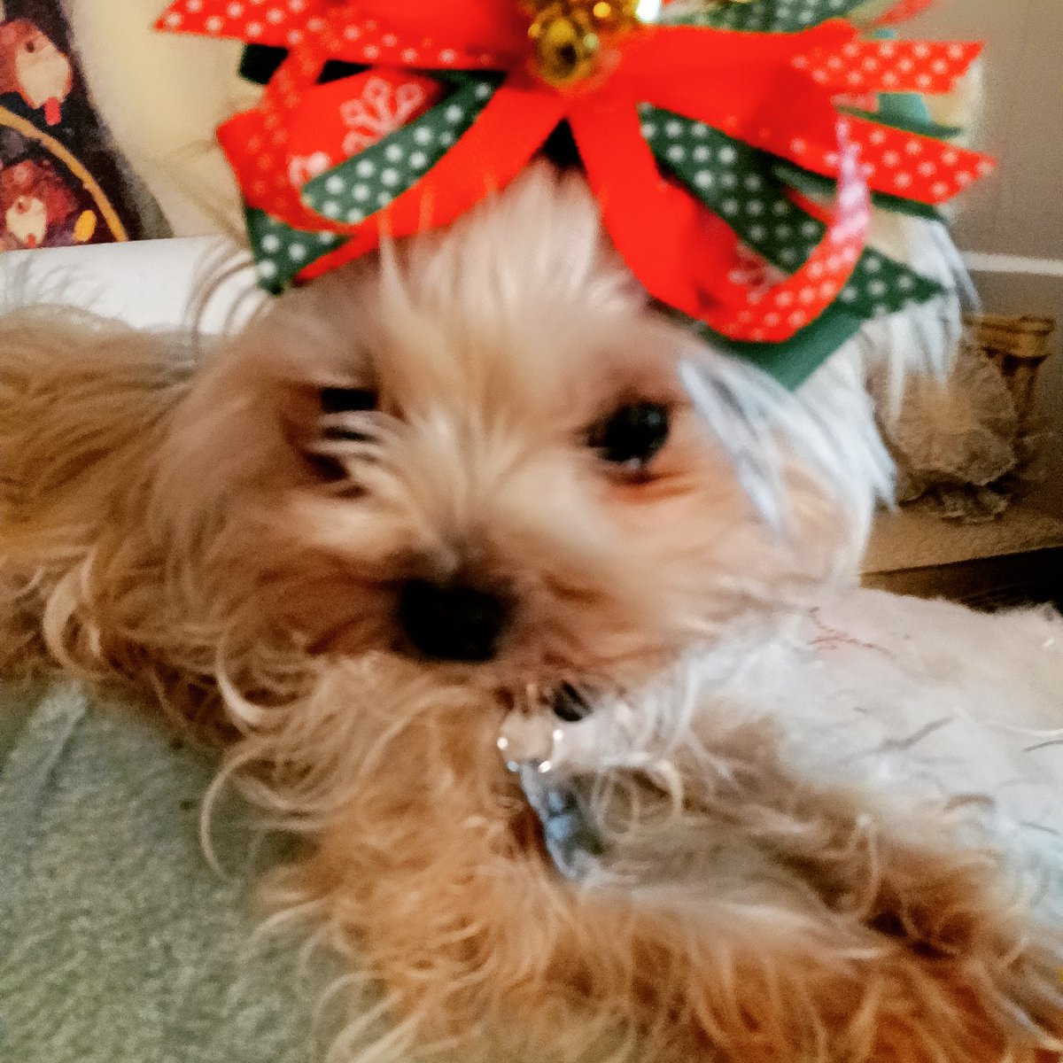 THIS IS USED TO DONATE TO DOG AND CAT RESCUE ( NON KILL) SHELTERS. #animallove TINA ELISE 💜. HELP OUR FURRY FRIENDS.