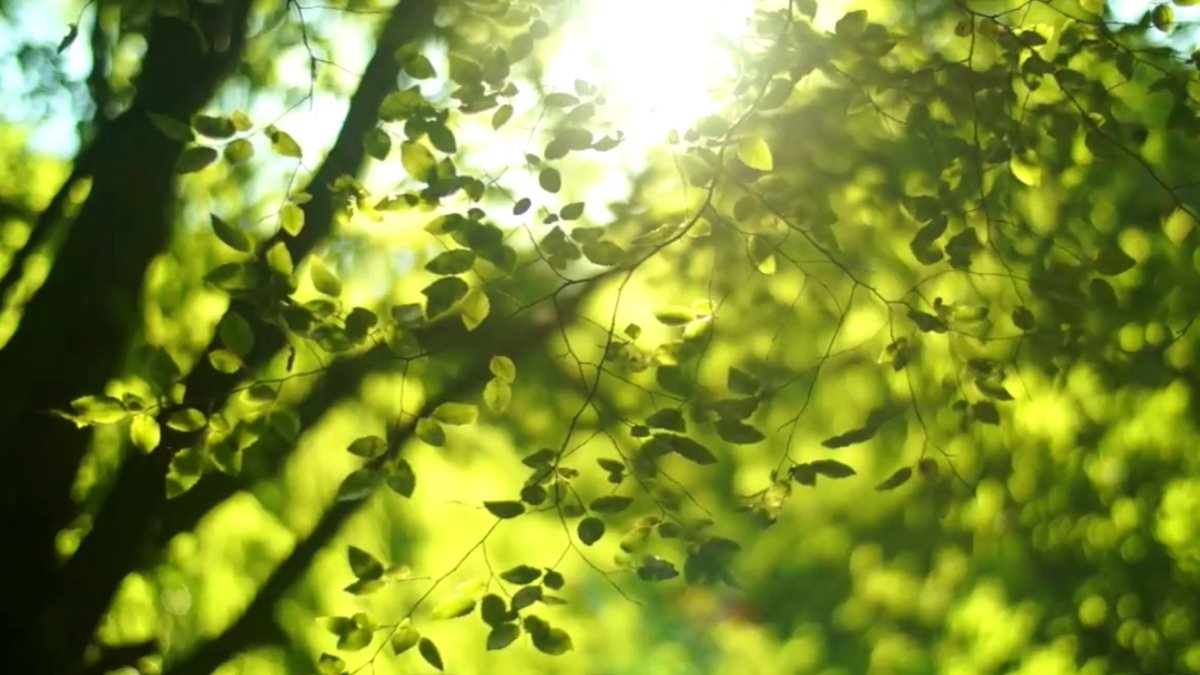 Shakiba40720125's tweet photo. Forest's spring sounds- Peaceful sounds https://t.co/Q4Xsk9lJya via @YouTube
Sweden springtime birds' song
#relaxingsounds #calmless #calmness #relaxing #peacefulscenes #nature #peacefulsounds #birdsongs #forest #sweden #spring
# آرامش #آرامش_بخش #بهار #پرنده #آوازپرنده https://t.co/j4Lel9FjR3