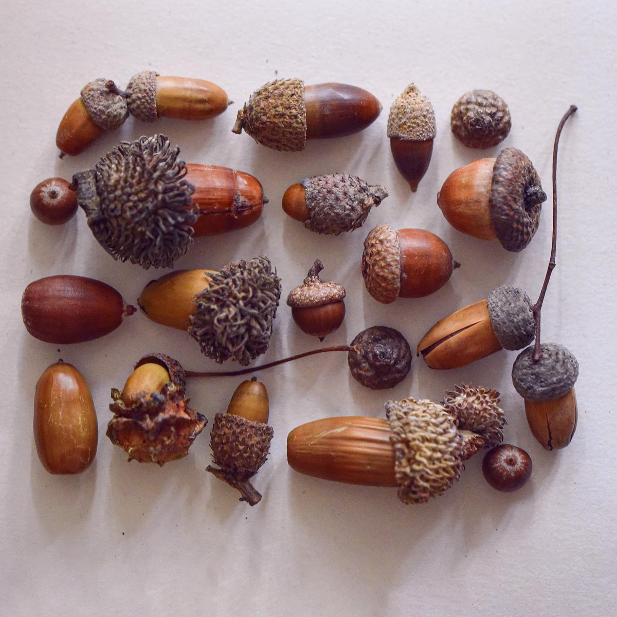 Quercus; acorn diversity from parks and gardens in the region.