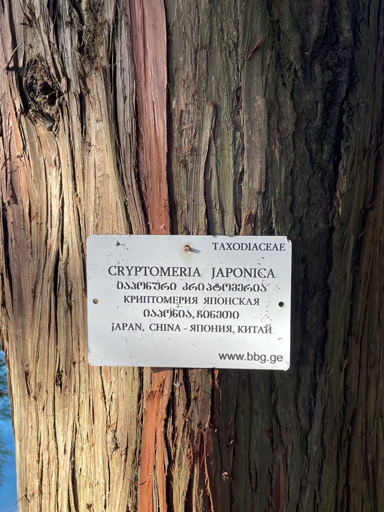 Крипта уже и до деревьев добралась…