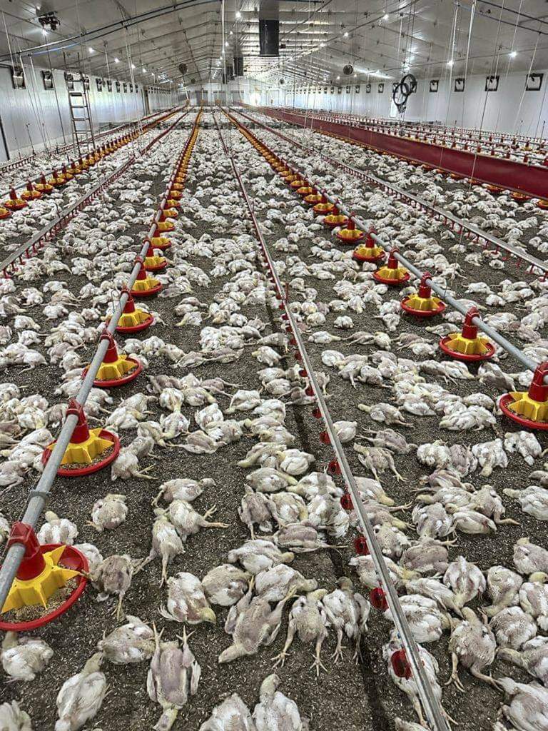 Veetra__'s tweet photo. North West farmer to sue Eskom for R2m after 40 000 broiler chickens die - An extraordinary low-voltage power supply in the Coligny area caused the deaths of Herman du Preez’ broiler chickens from suffocation. https://t.co/dtR2OrLdBg