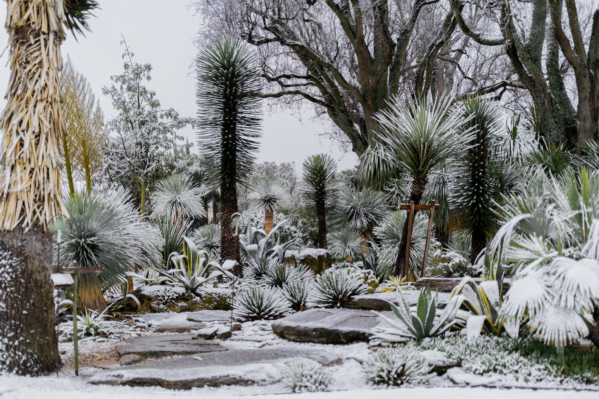 bernardmagrez's tweet image. #Chateaupapeclement sous la #neige
La neige tombe sur #pessacleognan : Le Grand Cru Classé de Graves et son jardin, recouverts d’un beau manteau blanc, nous offrent un spectacle époustouflant !

#vinsdebordeaux
