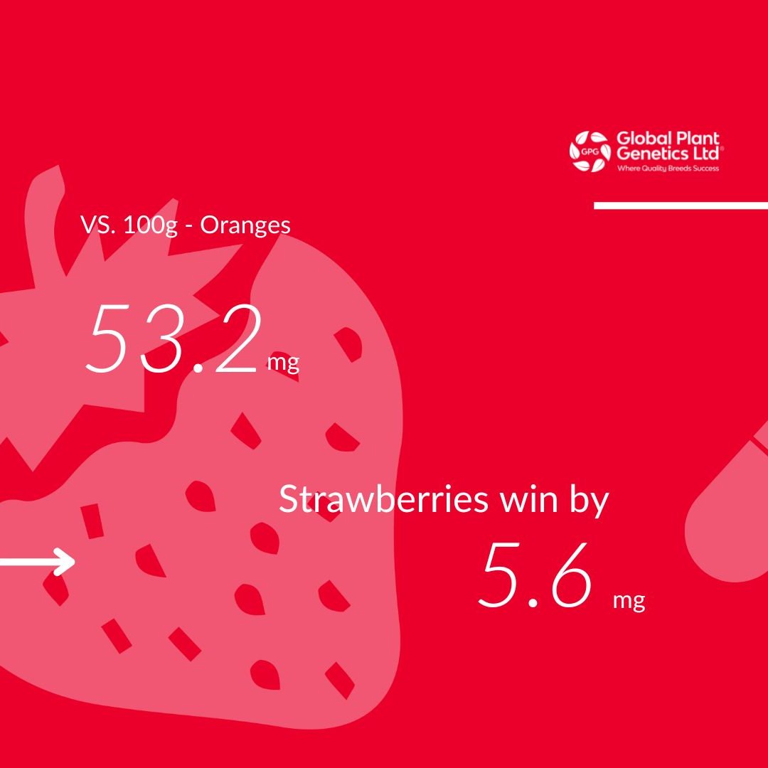 globalplantgen's tweet photo. We are back again to put your berry knowledge to the test and deliver you with some facts…
Maybe it’s time to beat the winter germs and illness with this #VitaminC packed fruit.
#Vitamin #Fruit #FruitFact #Strawberry #Strawberries #Berries #GPG #Global #PlantGenetics https://t.co/8Z70jXevp9