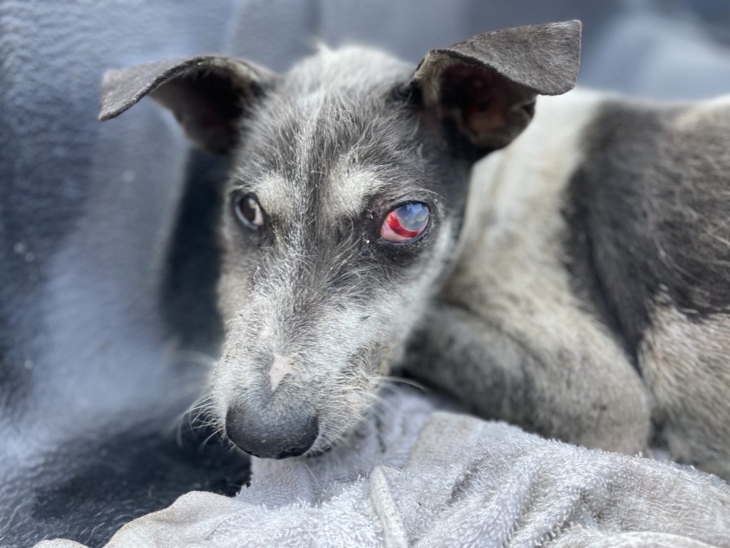 A dog was brought to our clinic after being hit by a car and breaking his jaw. We sent him to the outside clinic we use for severe cases for surgery to reset and wire his jaw. The surgery went well and he’s recovering at our clinic.
His name is Moak. https://t.co/AON1ccztcI