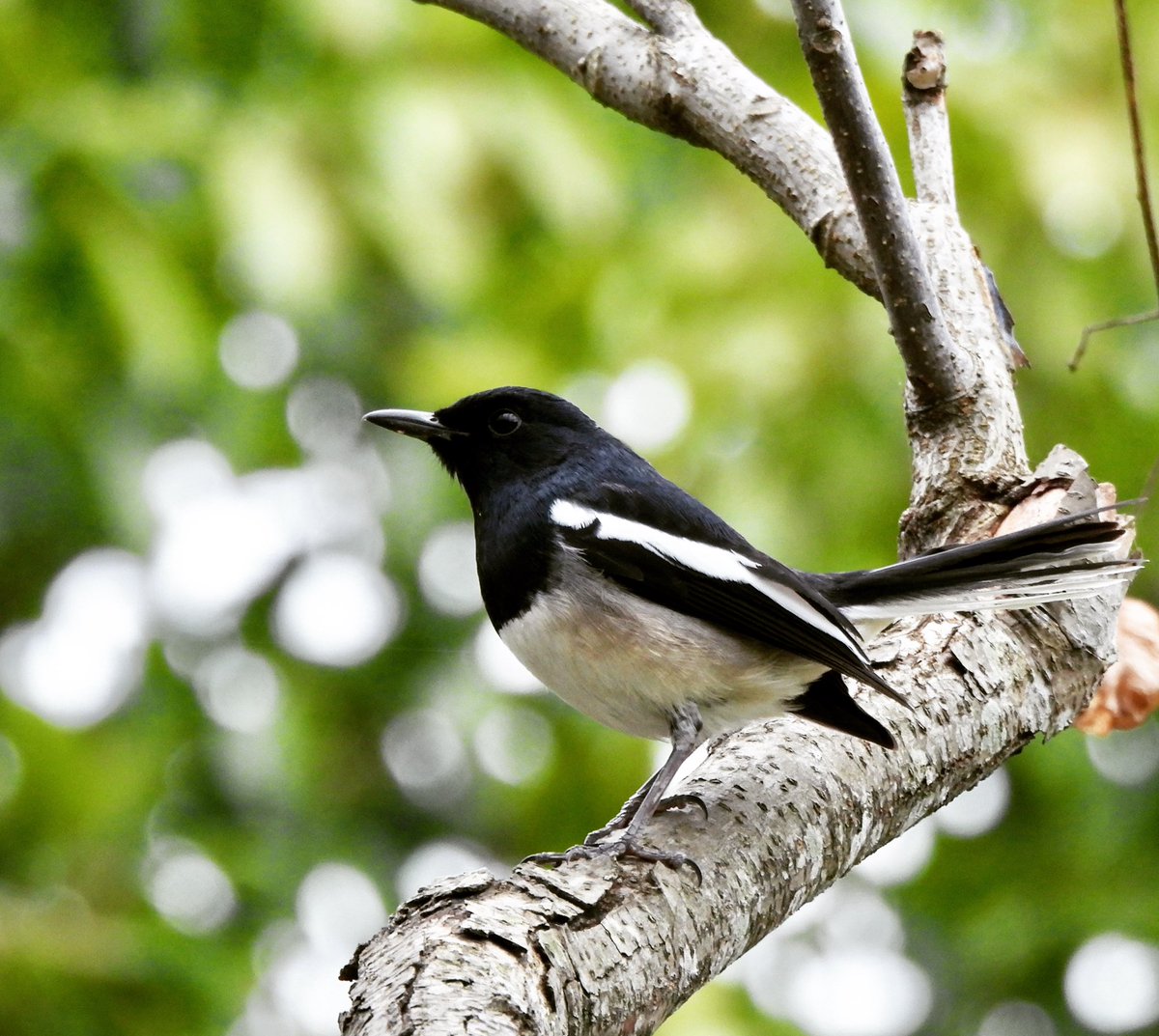 PlantChaser's tweet photo. Oriental magpie-robin (Copsychus saularis)
Xindian, Taipei, Taiwan
December 2022
Bird#67
#orientalmagpierobin #magpierobin #robin #bird #taiwanbirding #taipeibirding #xindian #birdwatching #birding #birdphotography #birdphoto #birdsinhabitat #wildbirds #nature #birdsoftheworld https://t.co/PpR1tjtBmx