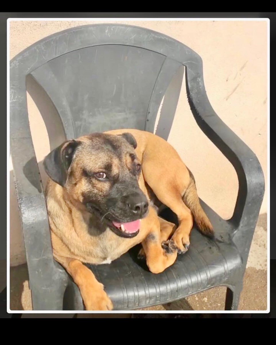 Ju74810119's tweet image. O Ronny está à espera de uma família para amar e ser amado. Porte médio/pequeno, brincalhão, dócil e amoroso. Contato para triagem 11976844618 Juh 
São Paulo, Capital