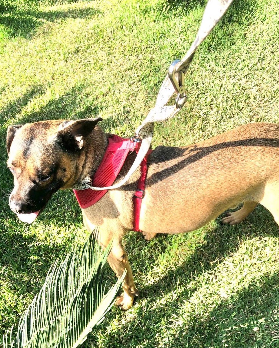 Ju74810119's tweet image. O Ronny está à espera de uma família para amar e ser amado. Porte médio/pequeno, brincalhão, dócil e amoroso. Contato para triagem 11976844618 Juh 
São Paulo, Capital