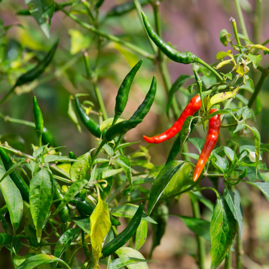 giyireland's tweet photo. We're thinking about all the things we want to grow this year. Did you know that chilli pepper is one of the first sowings of the year? What do you plan on growing this year?
#GIY #GIYIreland #GrowItYourself #Garden #Sowing #VegPatch #Spring #firstsowings https://t.co/HtmudnSmfW