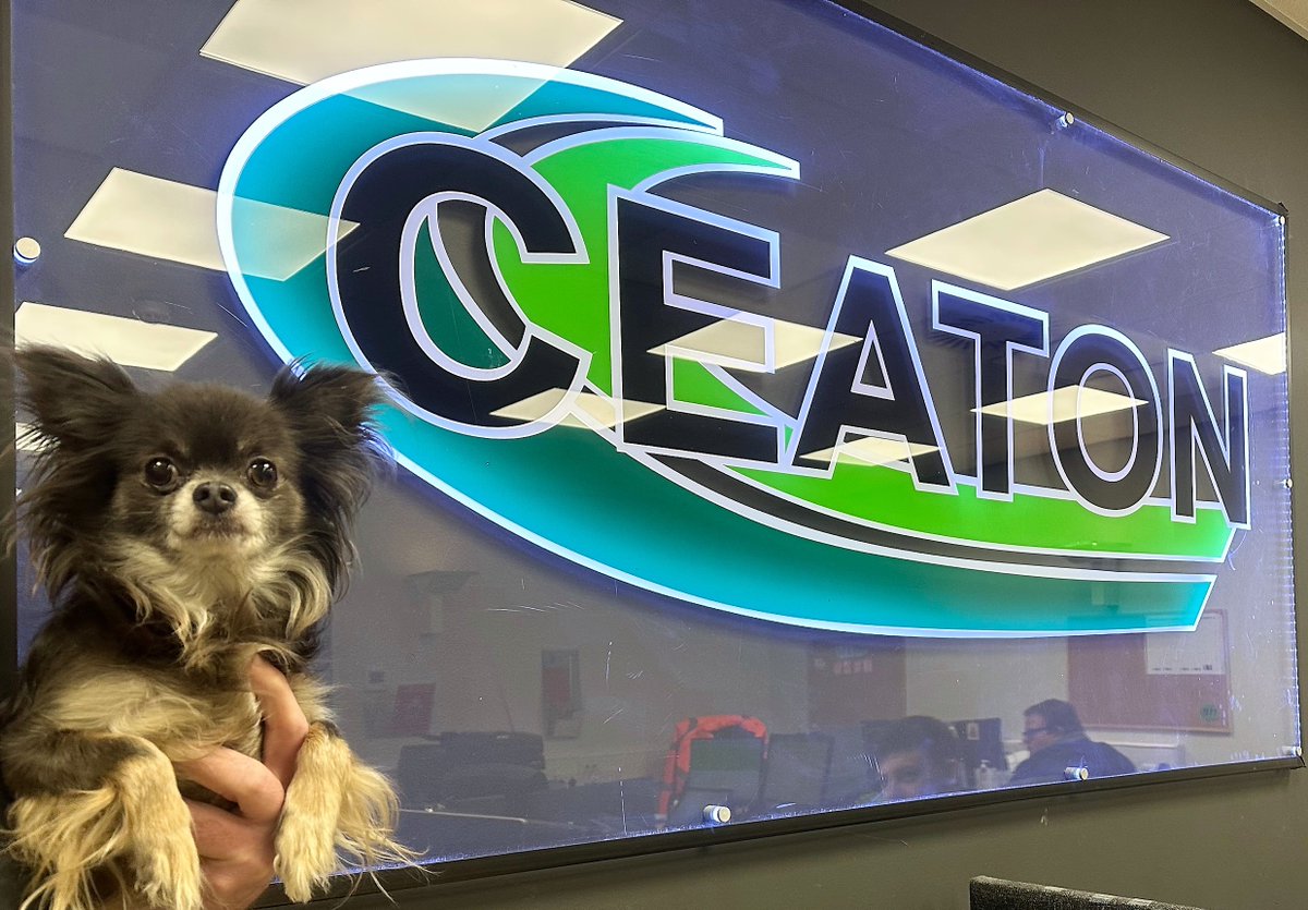 Office dog of the day! 

#OfficeDog #OfficeDogOfTheDay