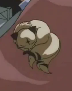 애기고영 키라라 