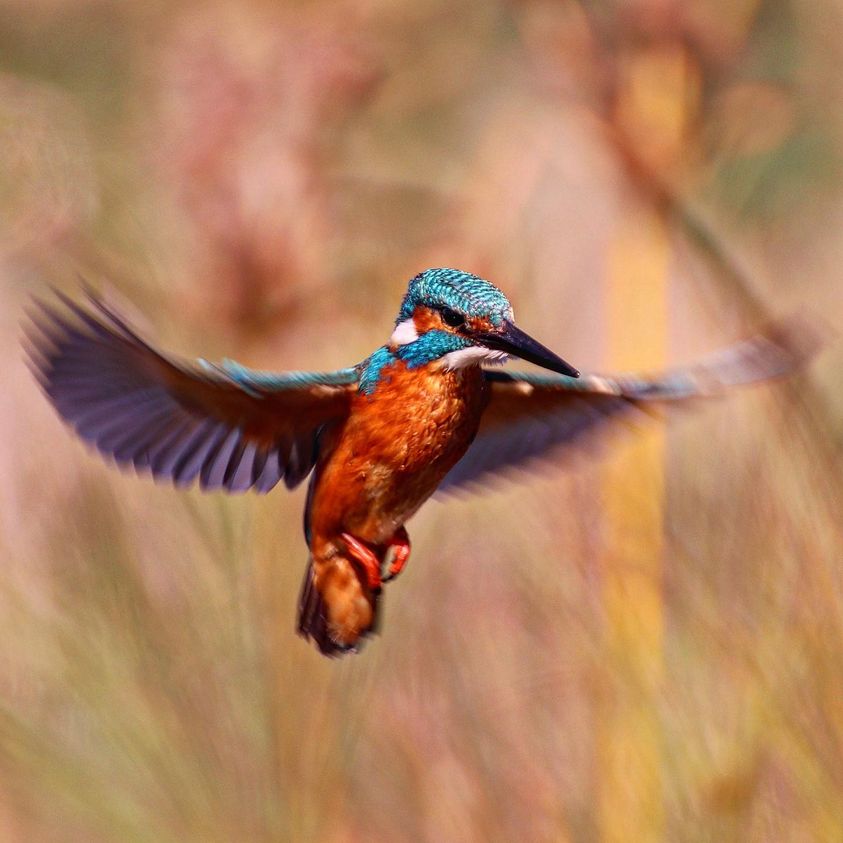 AlperJulian's tweet photo. #wildlifephotography #naturephotography #kingfisher #natureofisrael #israel #photography #photooftheday #birds #birdphotography #telaviv #wildlife #birdwatching 
Kingfisher https://t.co/lRRhvstjVV