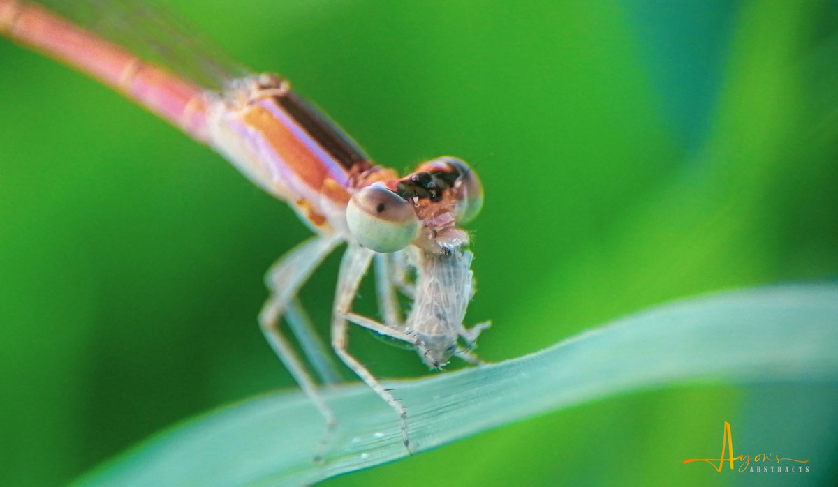 Narrow-winged damselfly

#photooftheday  #huwaeip30lite #mobileclick #world_photography_page #world_photography_hub #yourshotphotographer
#NaturePhotography
#natgeoyourshot
#natgeophotography #chobirdeyal #chobir_feriwala #chobiwalabd