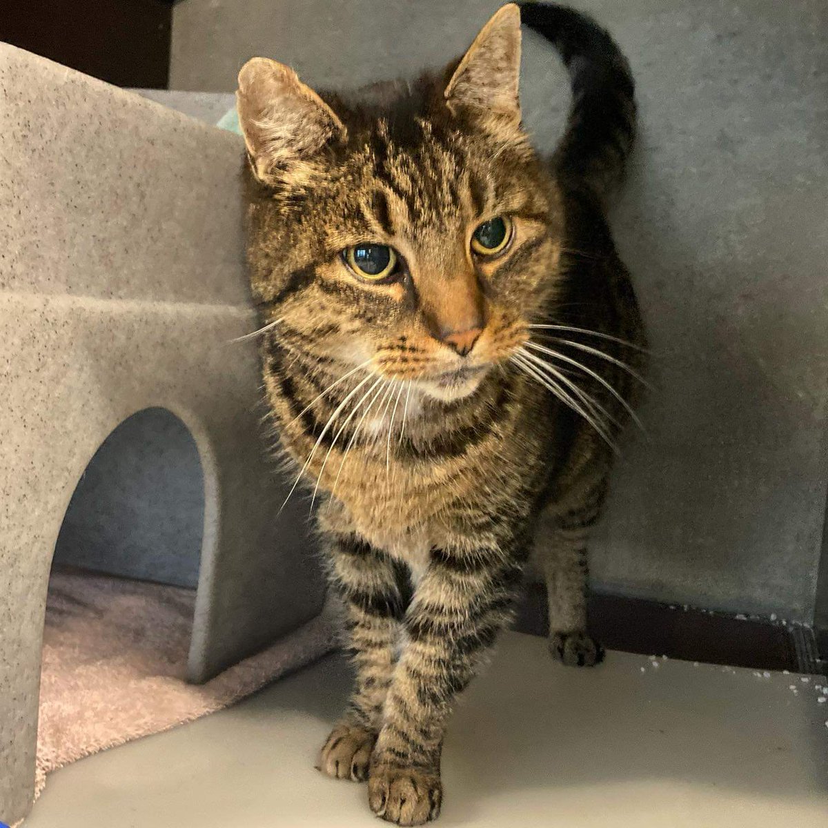 Spoed! Levensgenieter Roepie zijn baasje is overleden 🙀 en zoekt een huis met buiten... of buitenhuis 
Wie roept voortaan, Roepie??? 
#ikzoekbaas 
ikzoekbaas.dierenbescherming.nl/asieldier/katt…