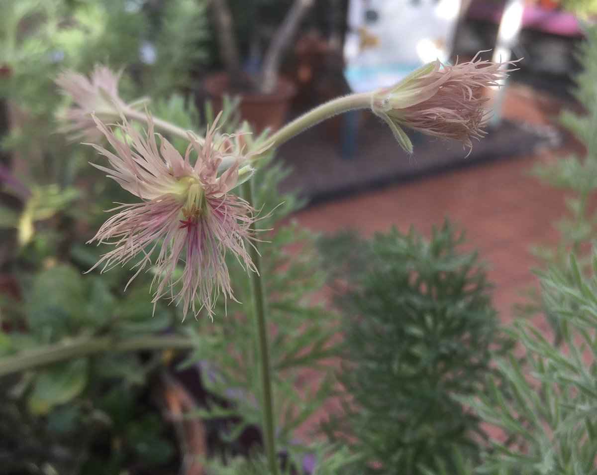 BCSSBirmingham's tweet photo. Pelargonium bowkeri flowering in the Mediterranean house @BhamBotanicalGd yesterday. @pellynut https://t.co/ERXaZK1i7Y