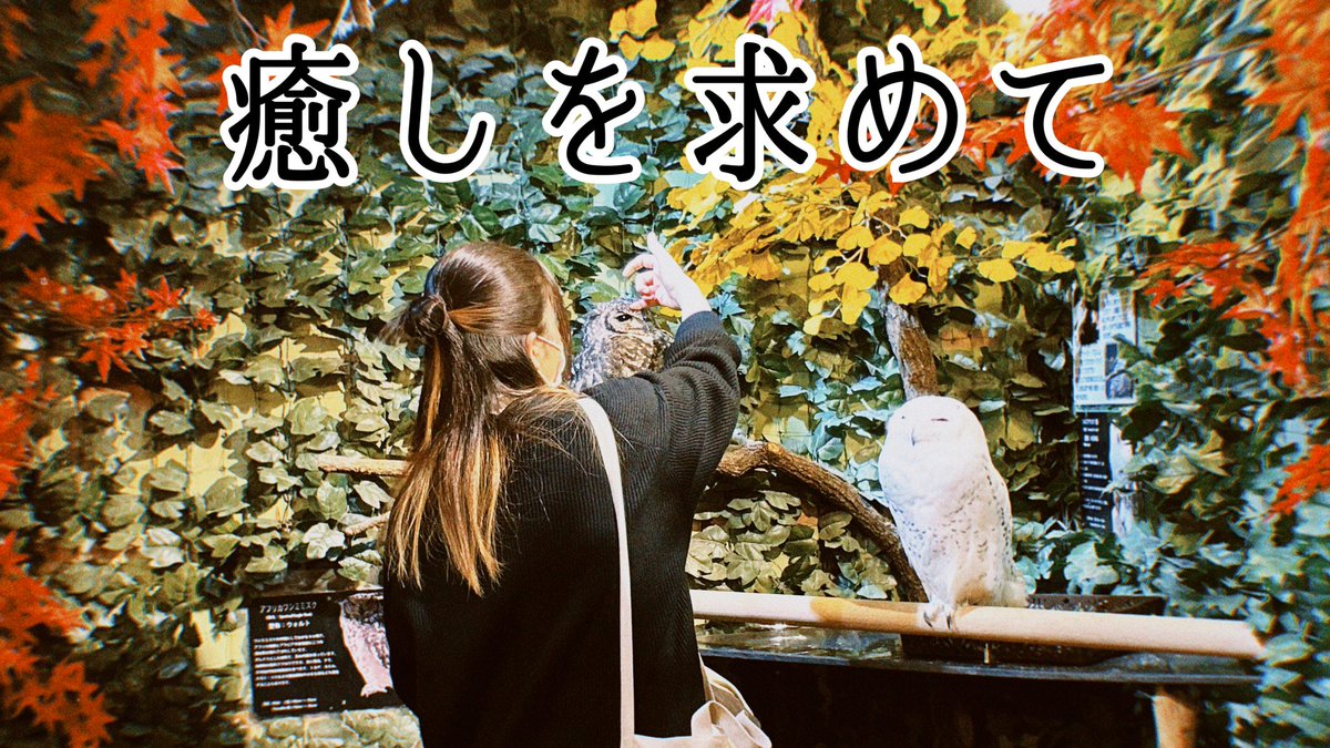 __elesc__'s tweet photo. ＼🦉𝙽𝙴𝚆 𝚅𝙸𝙳𝙴𝙾🐈／

毎週木曜21:00更新！
今週は2週ぶり＆2023年初動画！
リズム隊（カノン＆マナミ）でふくろうの森、ひょう猫の森に行きました💨
2人の反応は...❓

本編はこちらから→ https://t.co/7v121hbmxU https://t.co/DxN40YyuDX