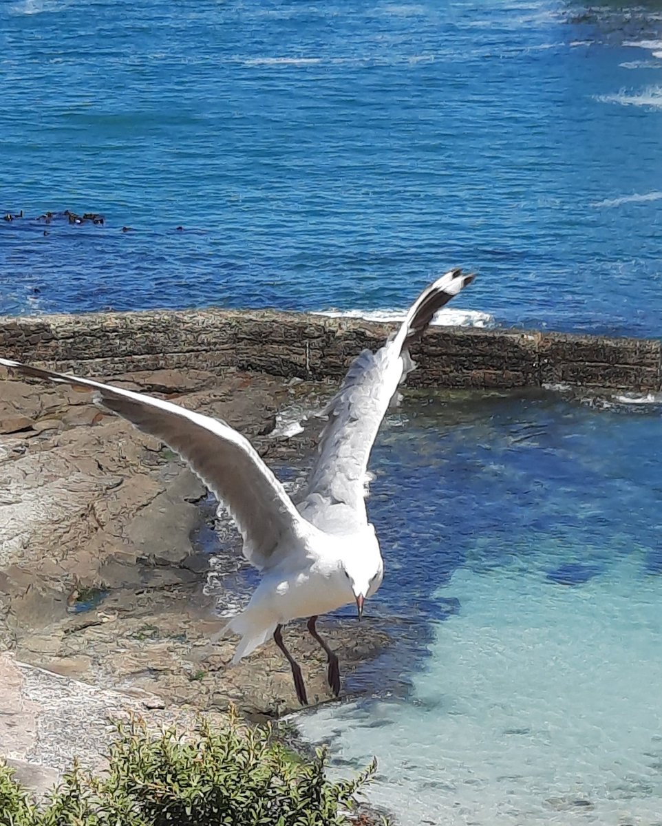 Day 19 #Gratitude  January 2024

" He was not bone and feather but a perfect idea of freedom and flight, limited by nothing at all” 

~ Richard Bach

#newyear #gratitude #abundance #newyear #newbeginnings #tenweeks #incredibleyou #coach