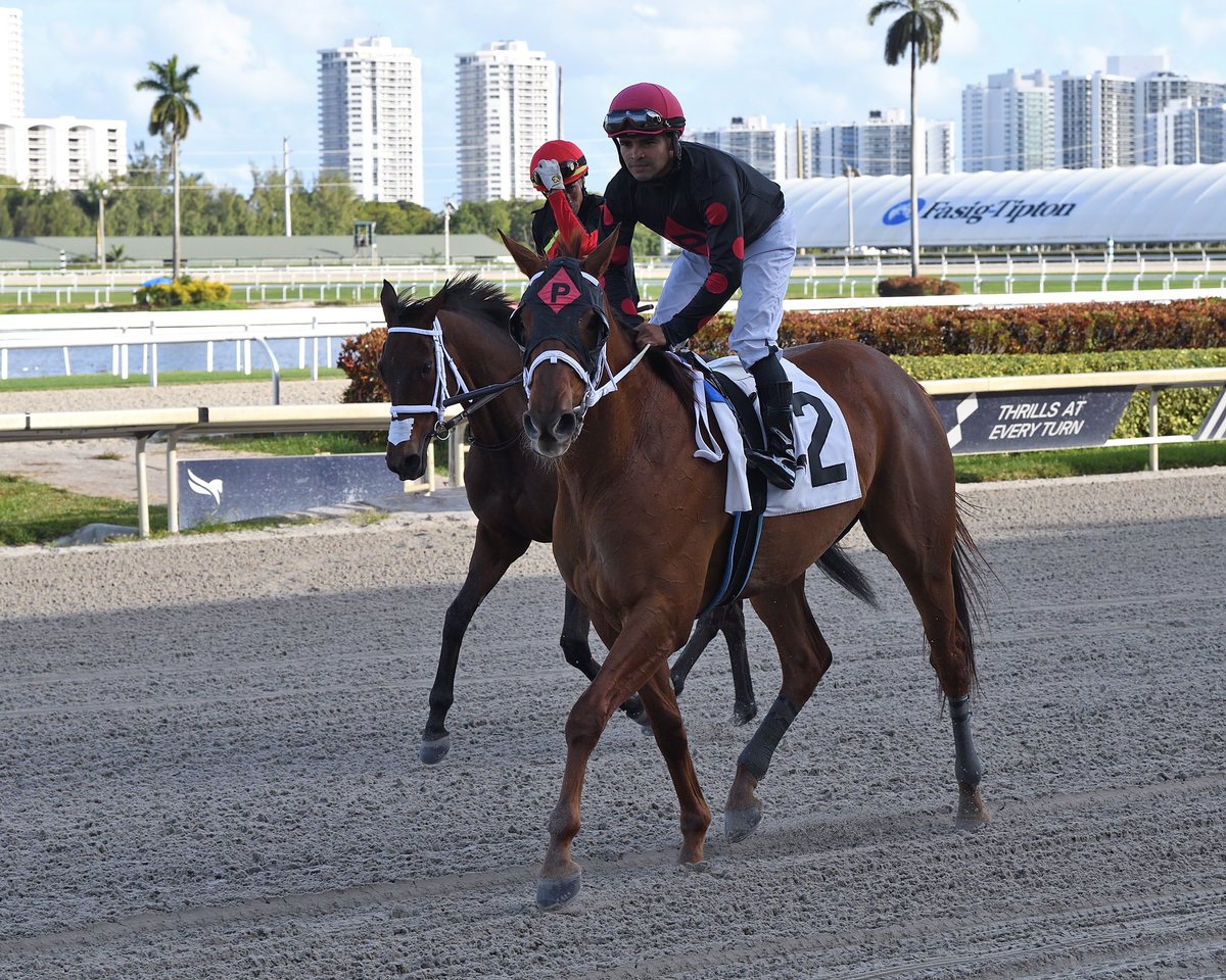 luissaezpty's tweet image. #19Jan Short Circuit #GulfstreamPark Luis Sáez #ChampionshipMeet Luis Ramírez • Wednesday, January 18th. 2023

🎥 @artilespascualf 

📸 @coglianesephoto