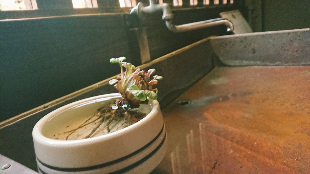 Zenith_Origin's tweet image. 今日は今井町に行ってきた。

夕暮れ時に行ったので凄い綺麗に屋根が光ってた。

 #今井町
 #Xperia
 #Xperiaphotography
 #写真好きな人と繫がりたい 
 #古民家  #クイック・シンクロン