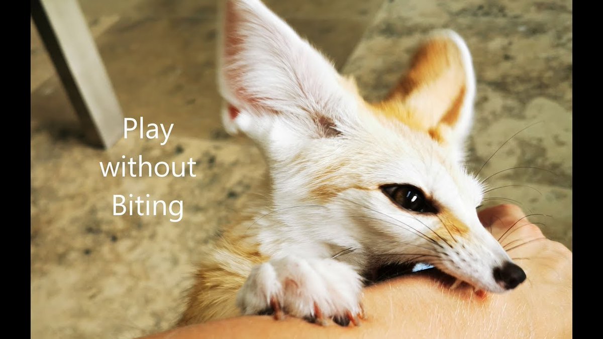 Fennec Every Hour! tweet media