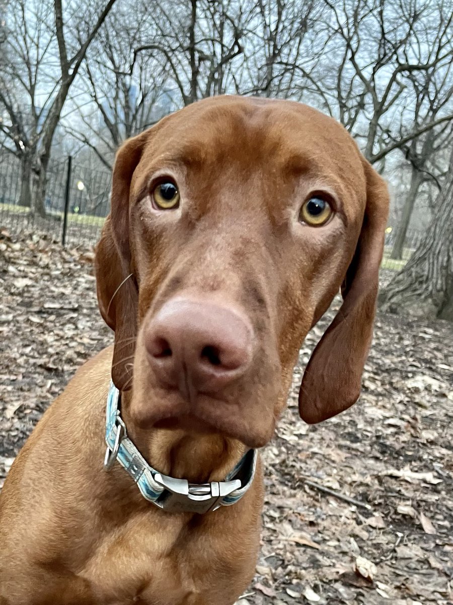 Dana Perino tweet media