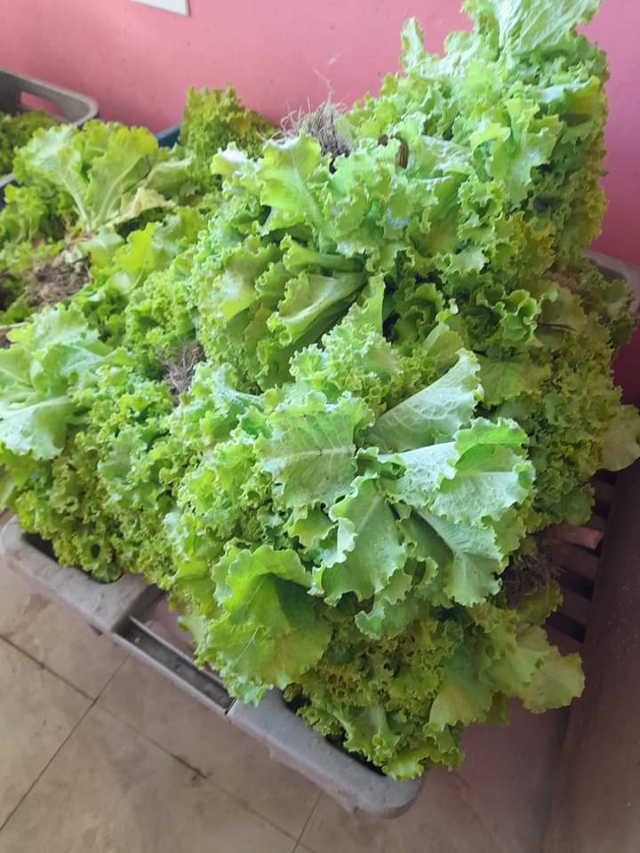 ETurruellas's tweet photo. El Organopónico #ElVial del Municipio #PinarDelRio continúa produciendo y ofertando hortalizas, demostrando que #SiSePuede. #VamosPorMas #SomosContinuidad @MINAGCuba @YdaelB @MMarreroCruz @JorgeLuisTapiaF https://t.co/DqFo1sNr8H