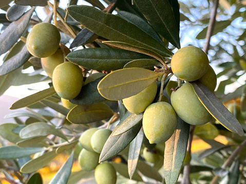 NOVATERRA19's tweet image. Portugal’s production of olive oil expected to have a record drop!

More information: novaterraproject.eu/2023/01/update… 

#olivegrove #sustainableworld @NOVATERRA19